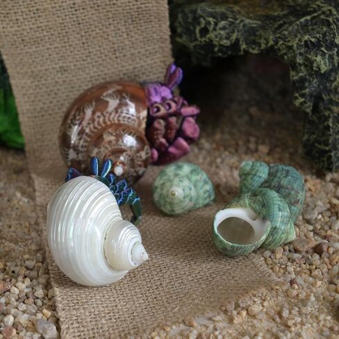 2pcs Hermit Crab Shells, XXL Size Opening 1.9-2.2" Hermit Crab Shells, Natural Sea Conch, Turbo Seashells for Hermit Crab Supplies and Beach Decoration Large Sea Shell (2pcs XXL) Length 3.5-3.9" in Saudi Arabia