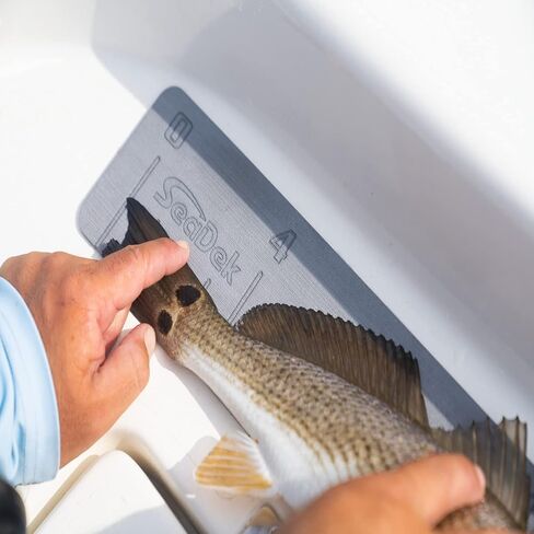 Fish Rulers by in Kuwait
