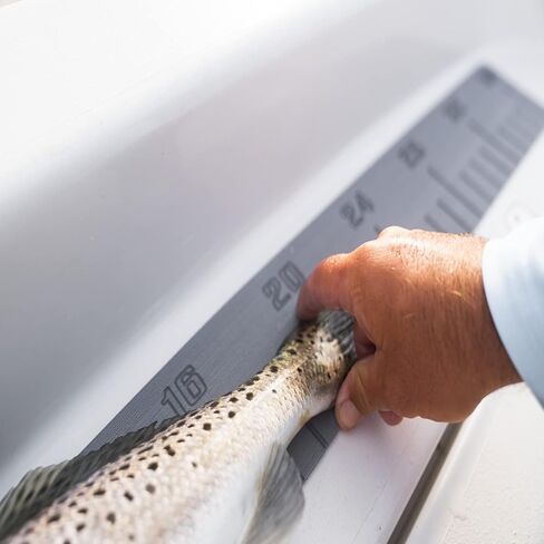 Fish Rulers by in Kuwait