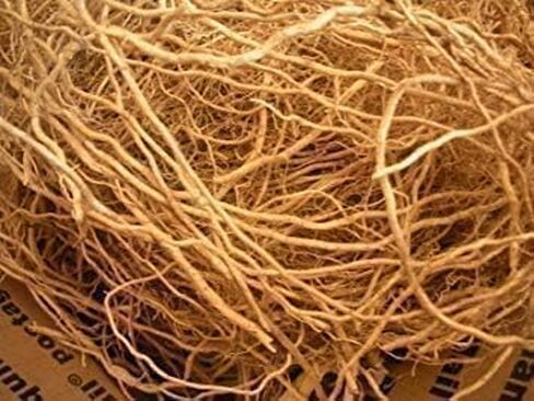 Herbal Fresh Vetiver Root, 50 Grams, Khus Root, Vetiveria Zizanioides, Vala Kas Ramacham Vetiver For Hair Growth & Healthy Skin (Pack Of 1 X 50 Grams), Certified Organic in Saudi Arabia