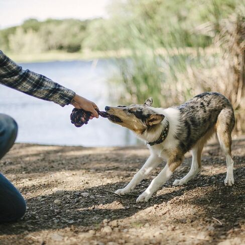 P.L.A.Y. Cute Outdoor Dog Toys - Scout & About Barbell Rope Chew Toy, Great for Puppies & Small, Medium, Large Dogs - Machine Washable, Ultra-Durable, Good for Agility Training, Tugging, Fetch (Small) in Kuwait