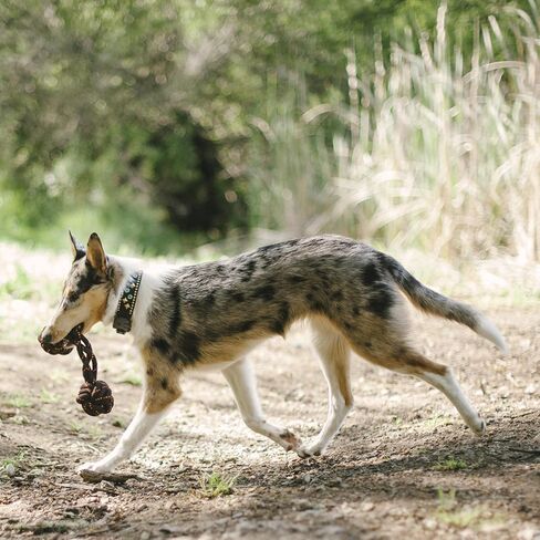 P.L.A.Y. Cute Outdoor Dog Toys - Scout & About Barbell Rope Chew Toy, Great for Puppies & Small, Medium, Large Dogs - Machine Washable, Ultra-Durable, Good for Agility Training, Tugging, Fetch (Small) in Kuwait