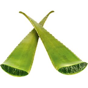 Greenhouse PCA Fresh Giant Aloe Vera Leaf (Over 24" Long). Aloe Barbadensis Burn Plant in Saudi Arabia