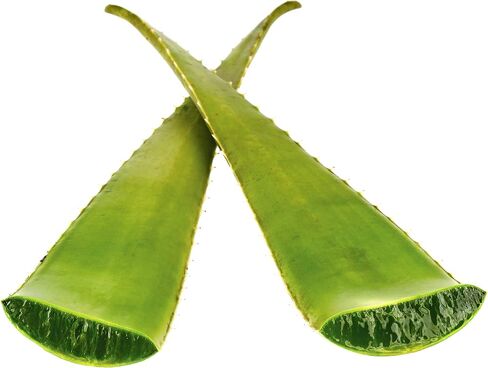 Greenhouse PCA Fresh Giant Leaf Aloe Vera (أكثر من 24 "). Aloe Barbadensis Burn Plant in Saudi Arabia