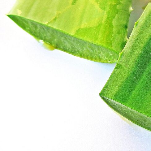 Greenhouse PCA Fresh Giant Leaf Aloe Vera (أكثر من 24 "). Aloe Barbadensis Burn Plant in Saudi Arabia