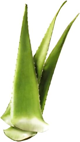 Greenhouse PCA Fresh Giant Leaf Aloe Vera (أكثر من 24 "). Aloe Barbadensis Burn Plant in Saudi Arabia