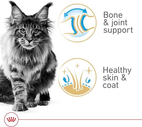 Royal Canin Maine Coon Breed Adult Dry Cat Food, 14 lb bag in Saudi Arabia