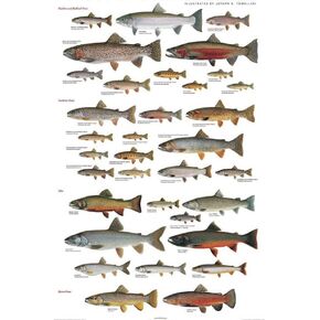 Picture Peddler Trout of North America by Joseph R. Tomelleri Fishing Rainbow Brook Cutthroat Steelhead Lake 24x36 in Saudi Arabia