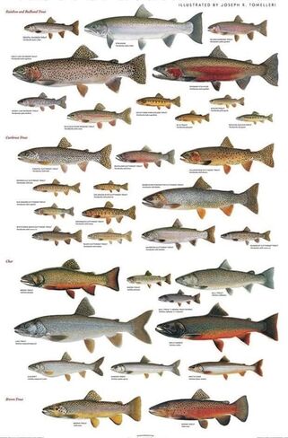 Picture Peddler Trout of North America by Joseph R. Tomelleri Fishing Rainbow Brook Cutthroat Steelhead Lake 24x36 in Saudi Arabia
