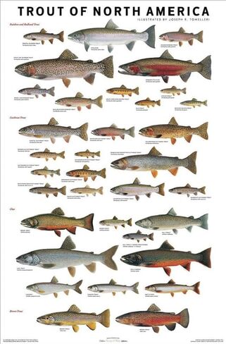 Picture Peddler Trout of North America by Joseph R. Tomelleri Fishing Rainbow Brook Cutthroat Steelhead Lake 24x36 in Saudi Arabia