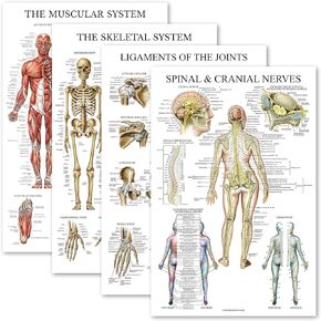 Palace Learning 4 Pack - Anatomical Poster Set - Laminated - Muscular, Skeletal, Ligaments of the Joints, Spinal Nerves - Anatomy Chart Set (LAMINATED, 18" x 24")