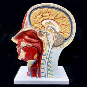 Human Head Anatomical Model Life-Size Nasal Cavity Throat Brain Anatomy for Science Classroom Study Display Teaching Model