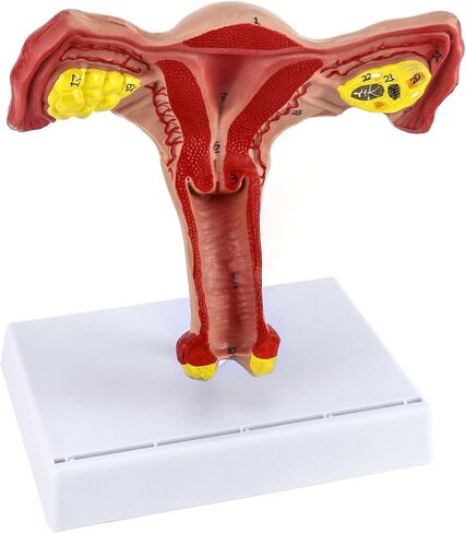 QWORK Human Female Uterus and Ovary Model, Female Genital Organ, Reproductive Organ Model, Uterine Medical Teaching Anatomical Gynecology Uterus and Ovary Model, Human Anatomy Replica in Saudi Arabia