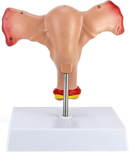 QWORK Human Female Uterus and Ovary Model, Female Genital Organ, Reproductive Organ Model, Uterine Medical Teaching Anatomical Gynecology Uterus and Ovary Model, Human Anatomy Replica in Saudi Arabia
