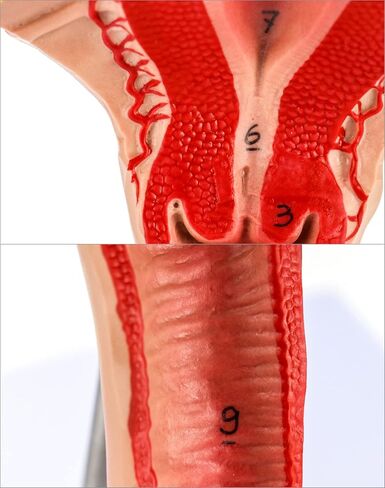 QWORK Human Female Uterus and Ovary Model, Female Genital Organ, Reproductive Organ Model, Uterine Medical Teaching Anatomical Gynecology Uterus and Ovary Model, Human Anatomy Replica in Saudi Arabia