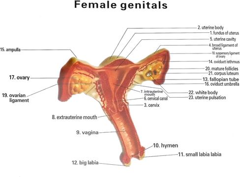 QWORK Human Female Uterus and Ovary Model, Female Genital Organ, Reproductive Organ Model, Uterine Medical Teaching Anatomical Gynecology Uterus and Ovary Model, Human Anatomy Replica in Saudi Arabia