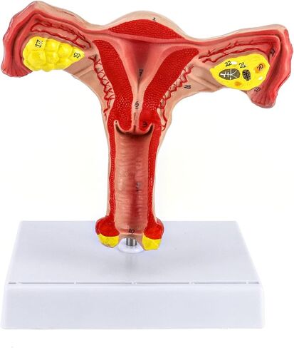 QWORK Human Female Uterus and Ovary Model, Female Genital Organ, Reproductive Organ Model, Uterine Medical Teaching Anatomical Gynecology Uterus and Ovary Model, Human Anatomy Replica in Saudi Arabia