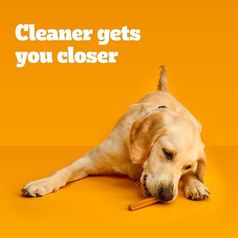 dentastix Pedigree Dental Dog يعامل للكلاب الكبيرة نكهة طازجة لعظام الأسنان، 52 أوقية. حزمة متعددة (60 قطعة حلوى) in Kuwait