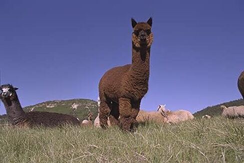 جوارب WARRIOR ALPACA - جوارب رجالية مضلعة من الألبكة فائقة النعومة in Kuwait