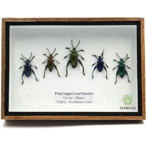 Set 5 Real Frog Legged Leaf Beetles SAGRA Insect Taxidermy Set in Box / 3D Wooden Frame (Black Wooden Box)