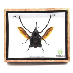 Real Exotic Giant Long Leg Weevil Snout Beetle (Cyrtotracheulus Dux) Male- Taxidermy Insect Bug Collection Framed in a Wooden Box as Pictured (Spread Wings)