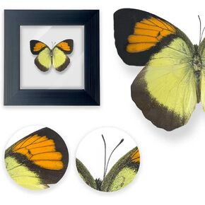 Framed Butterfly Taxidermy, Butterfly Specimen Shadow Box, Insect Real Butterfly Display Wall Art Table Top Shelf Decor