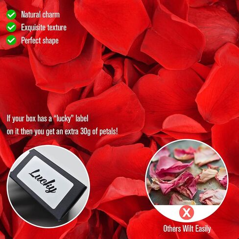 Rosaura Real Preserved Rose Petals 50g(1.75oz) for Wedding Decor, Romantic Nights - Includes Bonus Lucky Surprise Pack! (red) in Kuwait