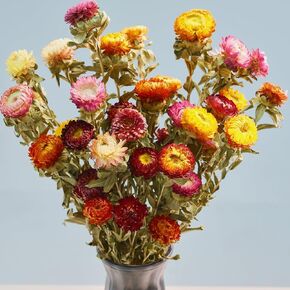 12Pcs Natural Dried Daisy Flowers Stems - Real Natural Dried Flowers Bouquet for Vase, Farmhouse Rustic Wedding Home Decor, DIY Handmade Dry Flower Arrangement, Gardening, Gift, Multi-Colored in Saudi Arabia