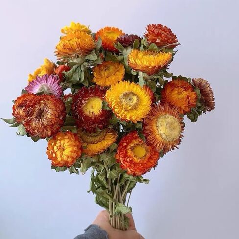 12Pcs Natural Dried Daisy Flowers Stems - Real Natural Dried Flowers Bouquet for Vase, Farmhouse Rustic Wedding Home Decor, DIY Handmade Dry Flower Arrangement, Gardening, Gift, Multi-Colored in Saudi Arabia