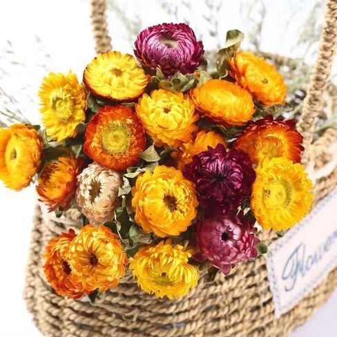 12Pcs Natural Dried Daisy Flowers Stems - Real Natural Dried Flowers Bouquet for Vase, Farmhouse Rustic Wedding Home Decor, DIY Handmade Dry Flower Arrangement, Gardening, Gift, Multi-Colored in Saudi Arabia