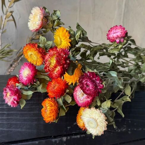 12Pcs Natural Dried Daisy Flowers Stems - Real Natural Dried Flowers Bouquet for Vase, Farmhouse Rustic Wedding Home Decor, DIY Handmade Dry Flower Arrangement, Gardening, Gift, Multi-Colored in Saudi Arabia