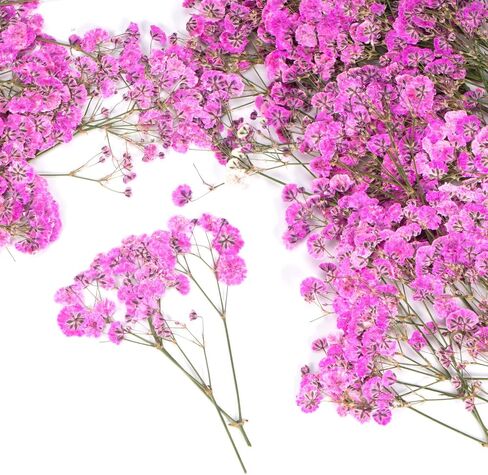 50 PCS BABY'S BESTER REAL NARTAL NORTORY DRIEPED FLOWERS FOR WEDDAY DIY Home Decor Resin Resin Card Card Transles (White) in Kuwait