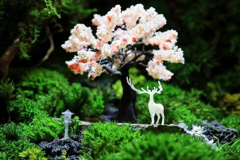 Karesansui Mini Japanese Garden - Terrarium & Spider Tank Decor ، Zen Garden for Desk Kit ، Paludarium Decorations ، Miniature House Kit ، Dollhouse Accessories ، Fairy Garden Accessories in Saudi Arabia
