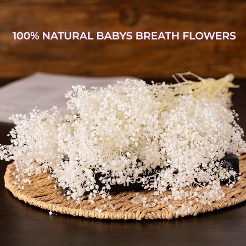 Dried Flowers Babys Breath Bouquet, Natural White Dry Flowers – 17'' 1800+ Ivory Flowers, Preserved Gypsophila Branches for Wedding, Farmhouse Vase Decor, DIY Wreath Floral, Home Party Decoration in Kuwait