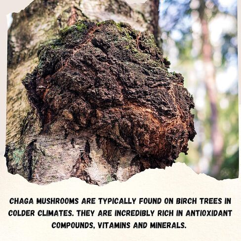 Go Nutra Chaga Mushroom Powder | Chaga Extract 10:1 | 30% Polysaccharides | Mushroom Supplement Superfood, 8 oz. (226 Grams) in Kuwait