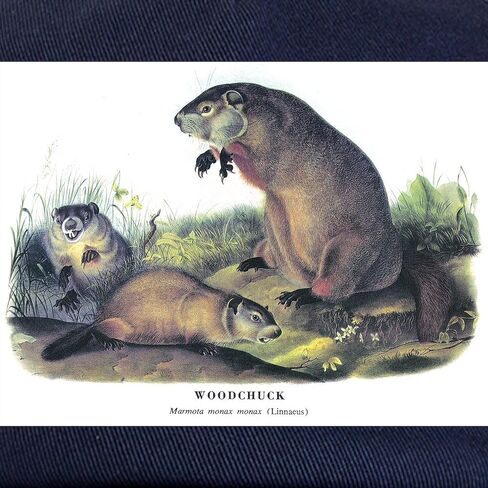 CafePress Audubon Woodchuck Groundhog Cap Adjustable Baseball Cap in Saudi Arabia