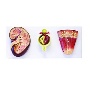 Jackson Global JS00092 3 Models Set Shows The Basic Structure of Kidney | Enlarged 3X | Bowman’s Capsule 700x and Nephron 120x | Accompanying Key Card