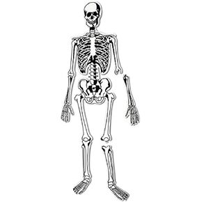 Learning Resources Skeleton Floor Puzzle, Homeschool Accessory, Anatomy Puzzle, Floor Puzzle, 15 Pieces, Ages 3+, Multi-color