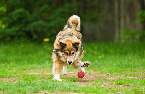 Snug Rubber Dog Balls for Small and Medium Dogs - Tennis Ball Size - Virtually Indestructible (3 Pack - Fresh) in Saudi Arabia