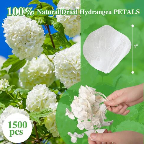 1500+ Dried Real Hydrangea Petals, Natural Preserved Flower Petal for Wedding Party Dinner Table Decor, Romantic Night, Engagement, Bridal Shower, Valentines Day, Confetti (1.1oz, White) in Kuwait
