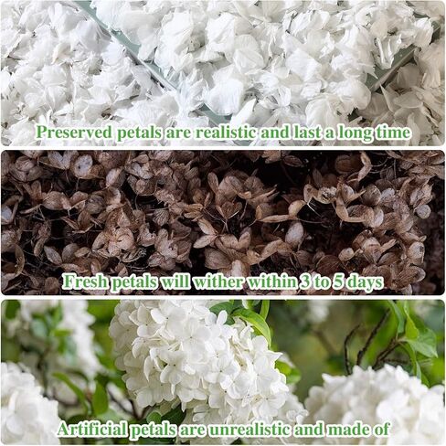 1500+ Dried Real Hydrangea Petals, Natural Preserved Flower Petal for Wedding Party Dinner Table Decor, Romantic Night, Engagement, Bridal Shower, Valentines Day, Confetti (1.1oz, White) in Kuwait