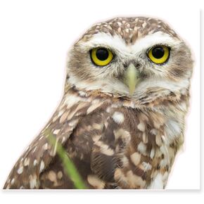 HD Realistic Owl Removable Vinyl Window Sticker for Living Room, Bedroom, Bathroom Window Decorations (9.8X8.6) Inches in Saudi Arabia