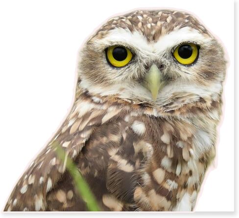 HD Realistic Owl Removable Vinyl Window Sticker for Living Room, Bedroom, Bathroom Window Decorations (9.8X8.6) Inches in Saudi Arabia
