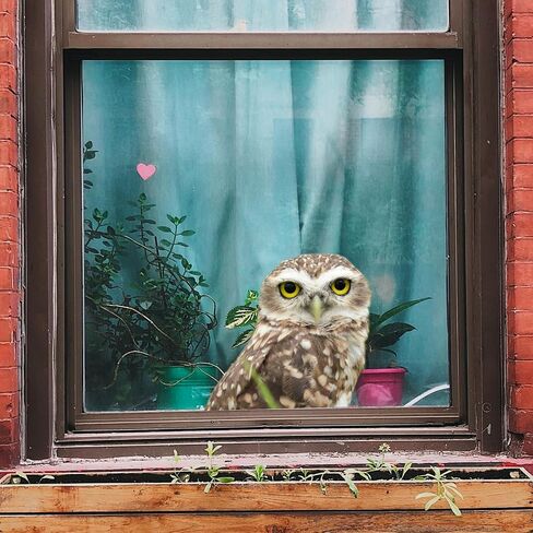 HD Realistic Owl Removable Vinyl Window Sticker for Living Room, Bedroom, Bathroom Window Decorations (9.8X8.6) Inches in Saudi Arabia