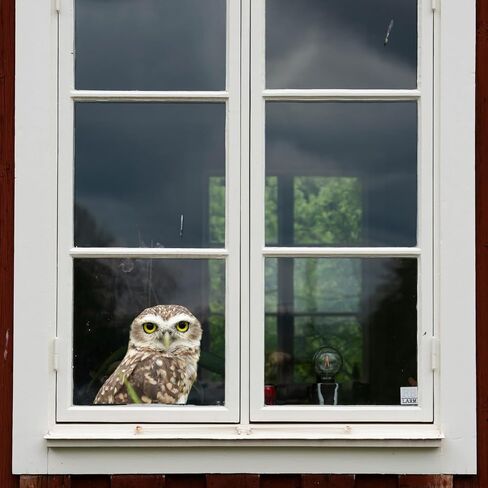 HD Realistic Owl Removable Vinyl Window Sticker for Living Room, Bedroom, Bathroom Window Decorations (9.8X8.6) Inches in Saudi Arabia