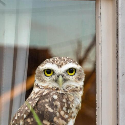 HD Realistic Owl Removable Vinyl Window Sticker for Living Room, Bedroom, Bathroom Window Decorations (9.8X8.6) Inches in Saudi Arabia