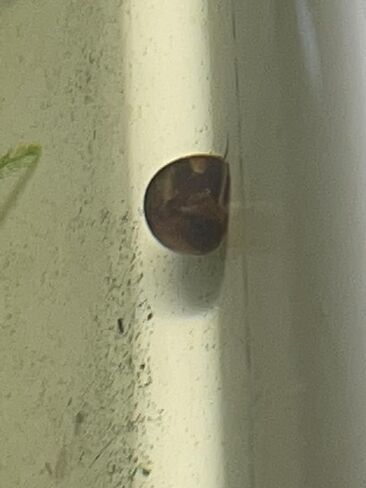 Ramshorn Snails (150) for feeders/cleaners Live Snails (300) in Saudi Arabia
