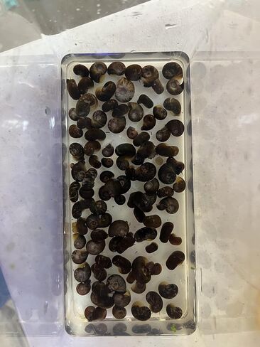 Ramshorn Snails (150) for feeders/cleaners Live Snails (300) in Saudi Arabia