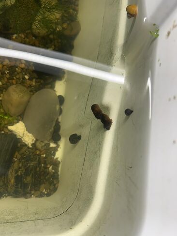 Ramshorn Snails (150) for feeders/cleaners Live Snails (300) in Saudi Arabia