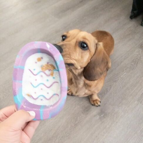 وعاء لعق الكلاب التفاعلي، وعاء تغذية بطيء من السيليكون الخالي من مادة BPA مع أكواب شفط، وعاء طعام غير قابل للانزلاق للكلاب والقطط، يقلل من الملل والقلق، آمن للاستخدام في غسالة الأطباق، أخضر in Kuwait